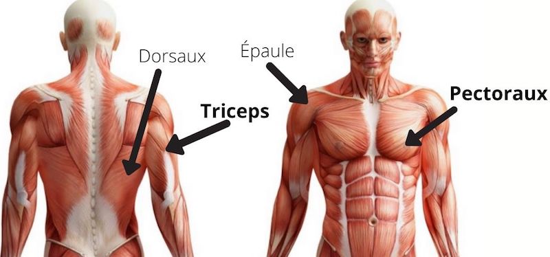 Schéma anatomique humain montrant des muscles travaillés lors d'un dips